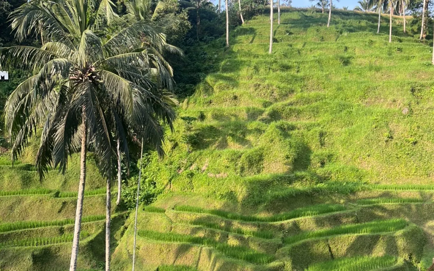 Tegallalang rice terraces for retirees considering Bali