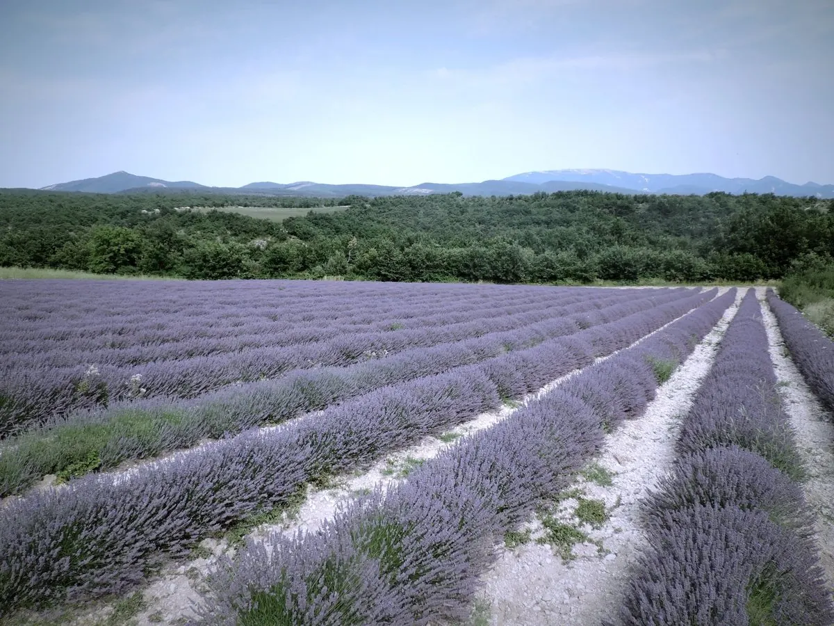 Lavender fields in Provence for people considering retiring in France