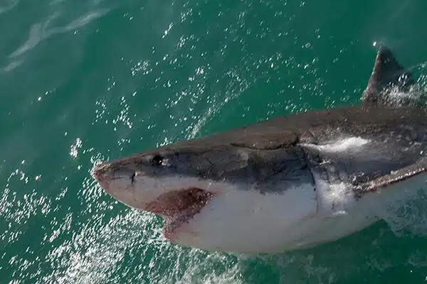 Discover the Thrill of White Shark Diving in Cape Town