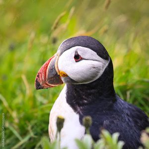 atlantic puffin or common puffin on iceland