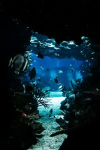 white and gray fish