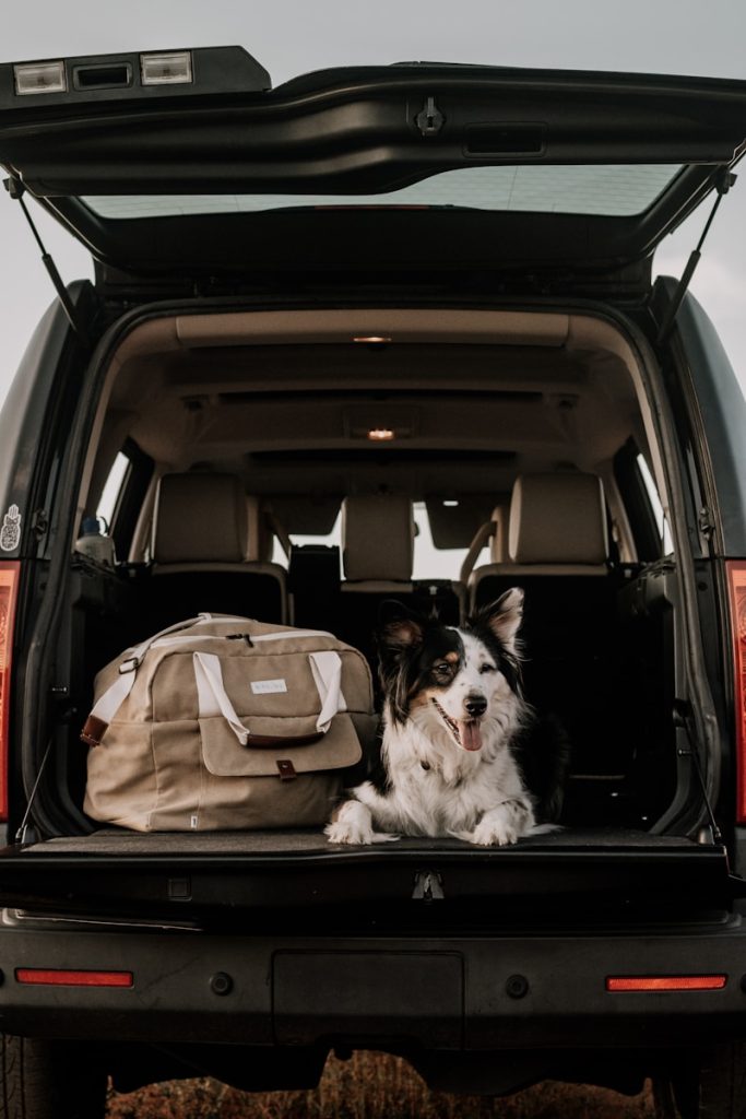 Dog relaxes in the car trunk with a bag.